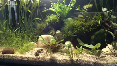 Schreibtisch Aquarium von Maji