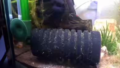 Schwammfilter im Aquarium