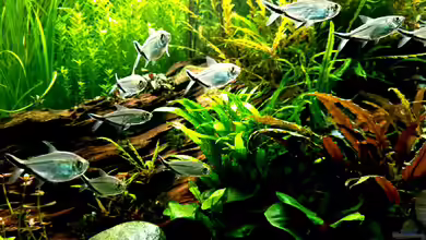 Schwarmfische im Aquarium halten