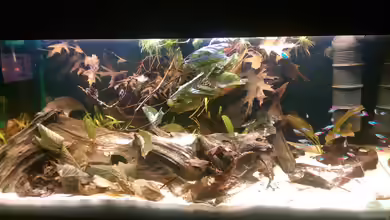 Schwarzer Fluss von naturalR