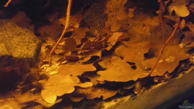 Schwarzwasser-Biotop von David Hartleib