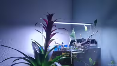 Schwarzwasser Naturaquarium von David Schneider Aquaristik