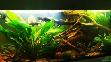 Schwarzwasser Südamerika Biotop von 8isJulchn8