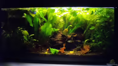 Schwarzwasserbiotop im Kleinformat von Caricciola