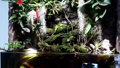 Schwarzwasserhabiat mit aufgesetzer Pflanzenwelt von Sebastian Müller