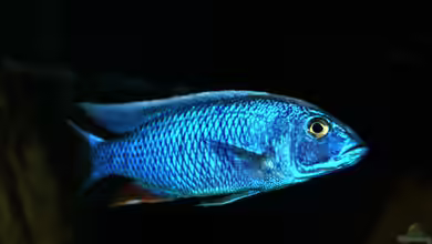 Sciaenochromis fryeri: Azurcichlide im Aquarium halten