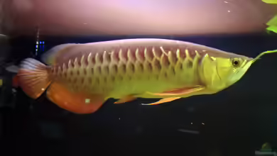 Scleropages formosus: Asiatischer Gabelbart im Aquarium halten