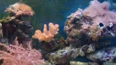 Sea Tank von B1gT4nk