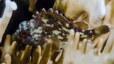 Sebastapistes cyanostigma im Aquarium halten