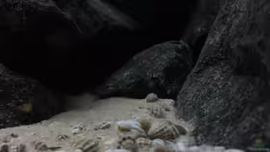 See der Sterne von Philipp Böhme