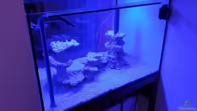 see through the reef obsolete von The_Lizardking