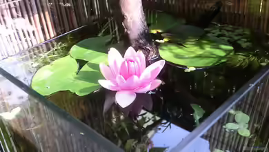 Seerose auf'm Balkon - Nur noch Beispiel von Laufilauf