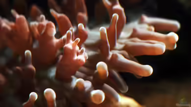 Seewasser von Cichlid Power