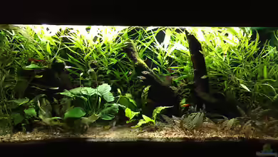 Sehr stabiles Gesellschaftsbecken von Andreas Eberhardt