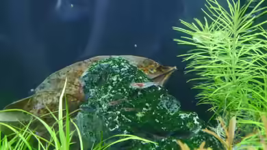 Seiryu Rocks von Zebraschneggla