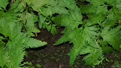 Selaginella umbrosa im Terrarium pflanzen