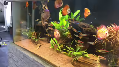 Selbstläufer von Torsten G.