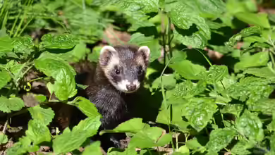 Selten in deutschen Gärten anzutreffende Tiere: Über diese Gäste solltest du dich besonders freuen