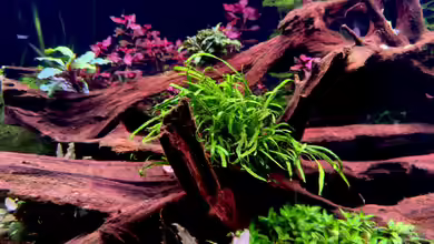 Seltene Aquarienpflanzen - Ein Leitfaden für anspruchsvolle Aquarianer