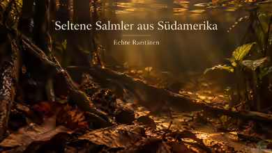 Seltene Salmler aus Südamerika: Echte Raritäten