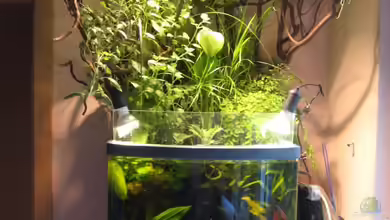 Sera Cube 130L von Bojo