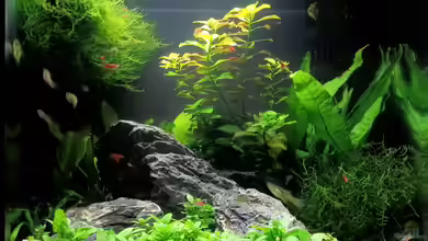 Sera cube 60 von Na Dine