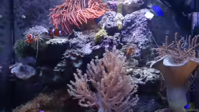 Sera marin Biotop Cube 130 von Georg1983