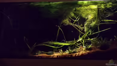 Serrasalmus - the one and lonely von NRW