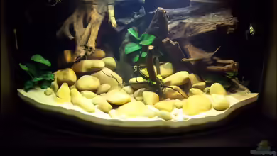 Sewellia Artenbecken von duese