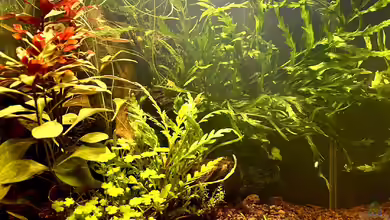 Shrimp Pool von Thilo