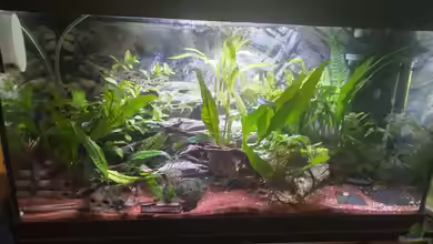 Shrimps & Fish ehemals CPO & Garnelen von HOTU