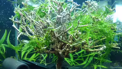 Shrimps playground von Jahira