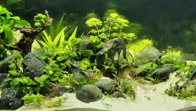 Silence -aufgelöst- von okefenokee