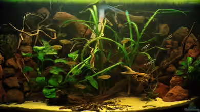 Silence of Westafrica von Bämbel