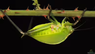 Siliquofera grandis im Terrarium halten