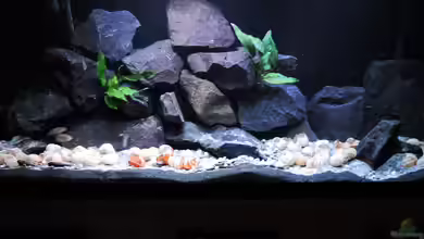 simileri Reich von similis