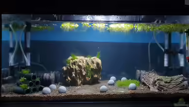 Simple Caridina von Marc Scheiring