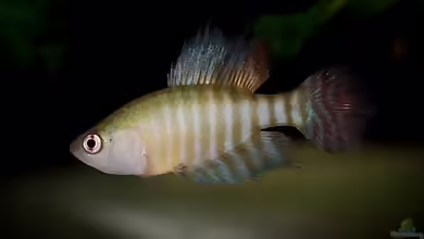 Simpsonichthys brunoi im Aquarium halten
