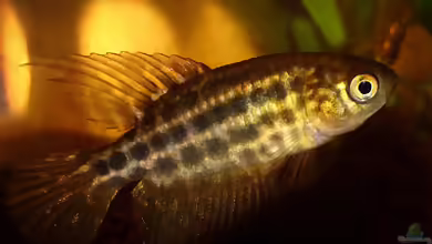 Simpsonichthys constanciae im Aquarium halten
