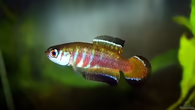 Simpsonichthys nigromaculatus im Aquarium halten