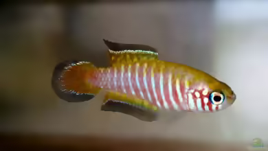 Simpsonichthys parallelus im Aquarium halten