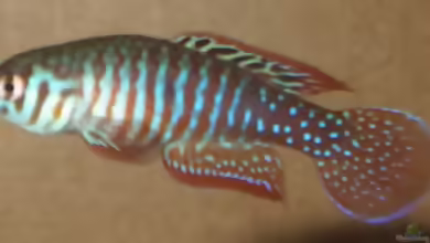 Simpsonichthys santanae im Aquarium halten
