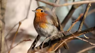 Singvögel: Die beliebteste Vogelgruppe in heimischen Gärten