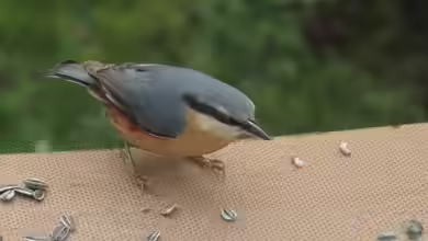 Sitta europaea im Garten