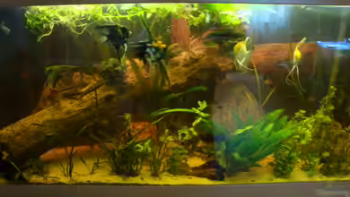 Skalar Tank von B1gT4nk