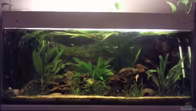 Skalar-Traum aufgelöst von ~Danny~