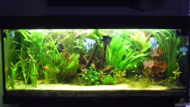 Skalarbecken von Stephan Winter