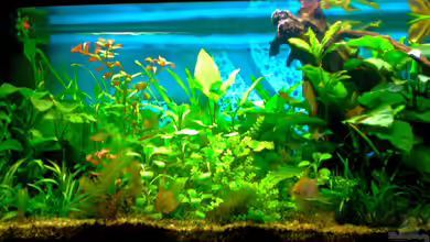 Skalartraum von Skalarfreund