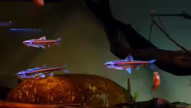 small Stream of north America (aufgelöst) von Aqua fan