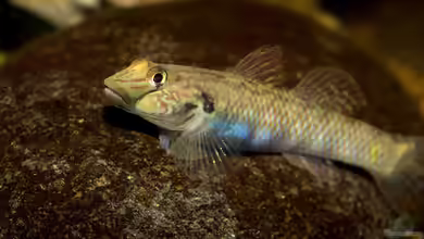 Smaugs Einöde von AjakAndi